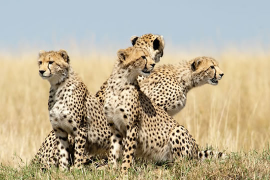 6 Days Tsavo East/Tsavo West, Amboseli, Lake Nakuru and Masai Mara Safari